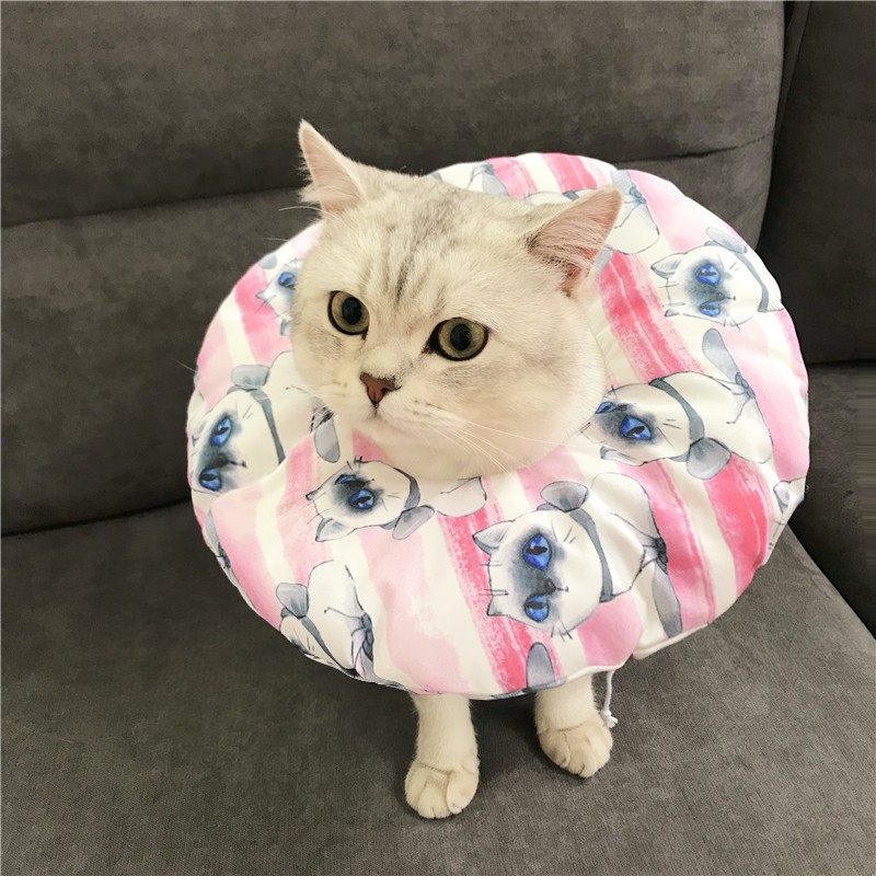 防水伊丽/莉莎白圈升级软圈宠物公母猫狗绝育防咬防舔防抓圈头套,宠物/宠物食品及用品,项圈/肩带,淘宝优惠券,粉丝福利购,淘宝优惠卷