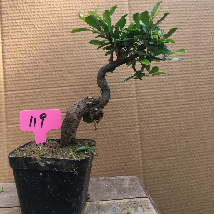 火棘盆景老桩矮霸熟桩造型提根火棘果微型盆栽小老桩一物一拍矮霸