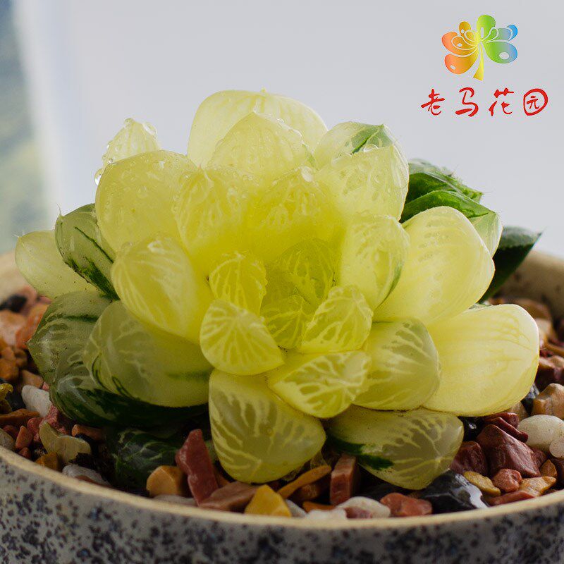 苏州玉露锦群生全锦极上斑阴阳锦桌面F办公室多肉植物盆栽带盆发