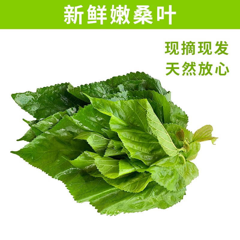 速发新鲜桑叶蚕桑蚕宝宝饲料叶大小蚕嫩桑叶桑叶新鲜现摘桑蚕小桑