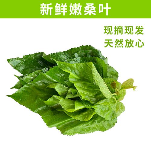 速发新鲜桑叶蚕桑蚕宝宝饲料叶大小蚕嫩桑叶桑叶新鲜现摘桑蚕小桑