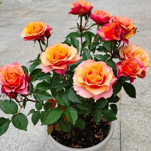 速发永远大艾帕索四季花苗盆栽台月季特的花浓香玫瑰花苗耐晒花期