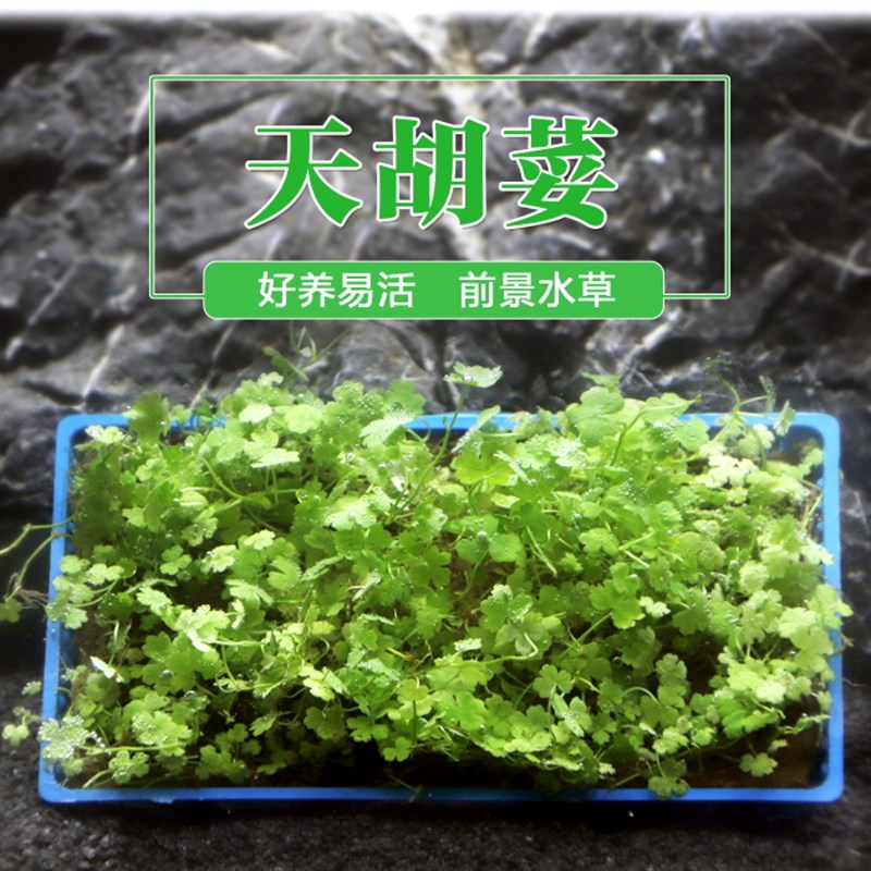 速发天湖葵天胡水前景阴性水草鱼缸造地荽陆草坪淡水爬景有茎植物