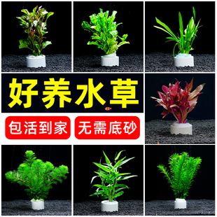 速发水草植物鱼缸真草造景生件全铺摆态养鱼增氧套底阴性水培净化