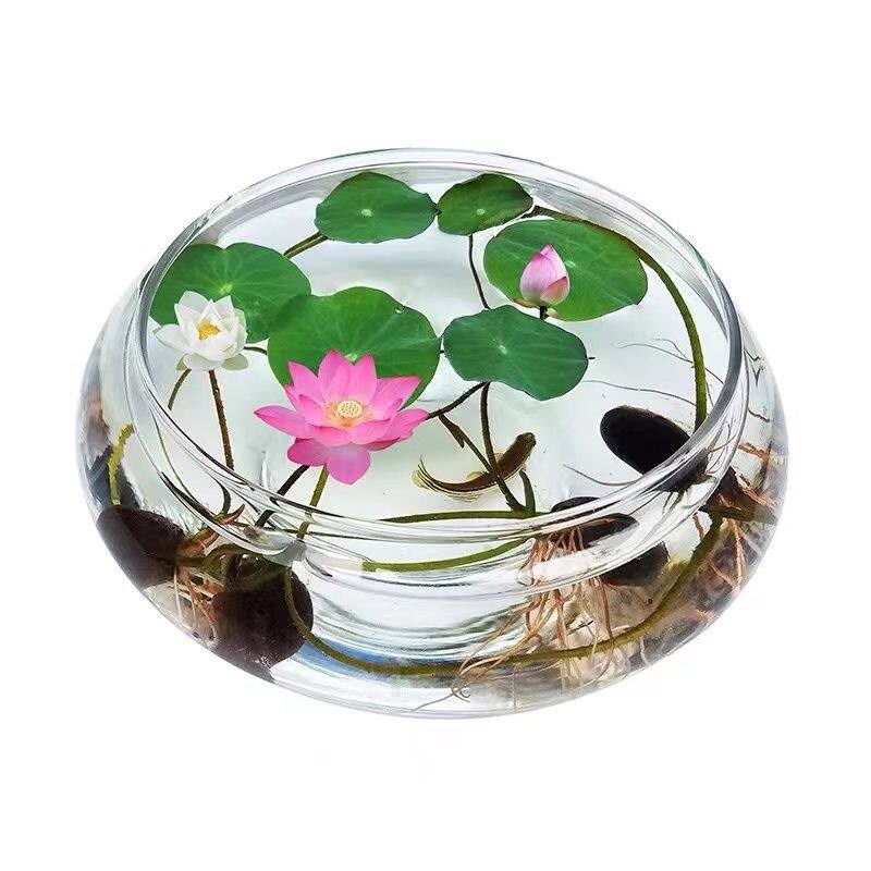 速发水培玻璃花瓶透明碗莲荷花铜钱草盆缸养睡莲的专用花盆鱼缸植
