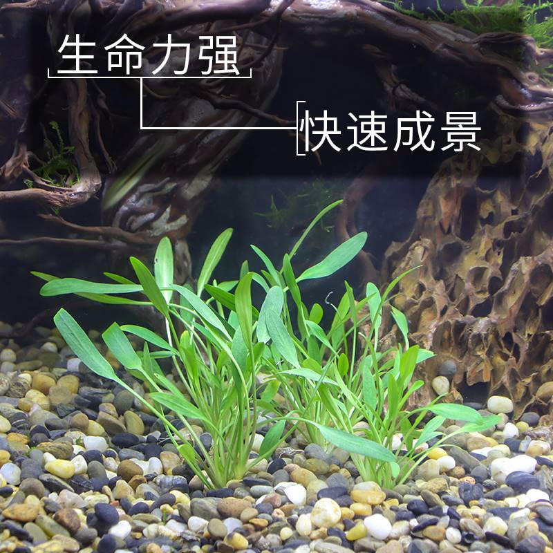 速发迷你椒草原生缸淡殖植水造景懒人阴性物草前景草水下养水Y52