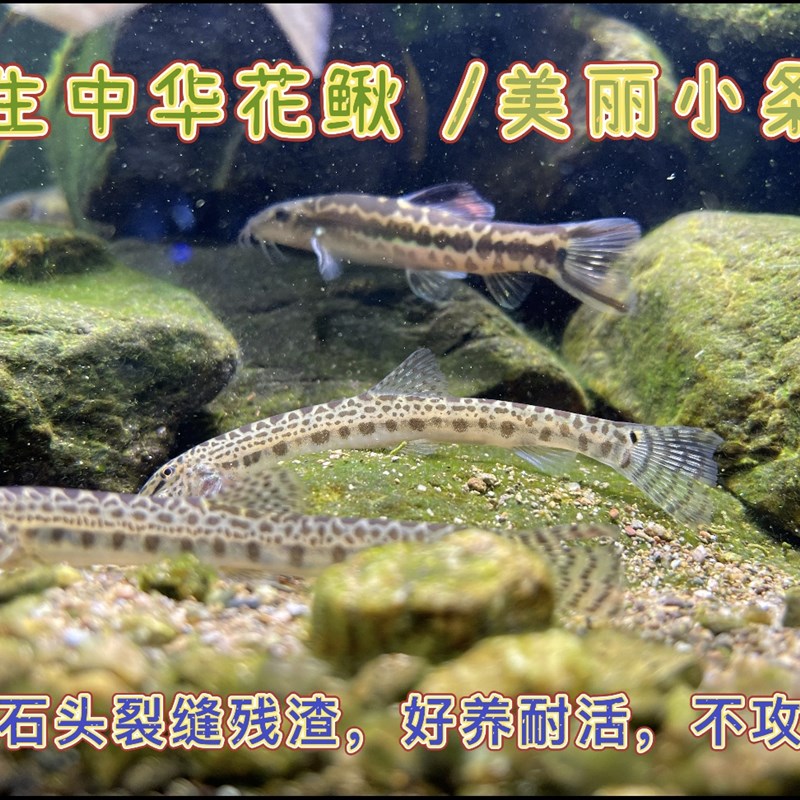 速发原生鱼冷水小条鳅中华花楸淡水清道夫双盘吸鳅琵琶鱼除藻鱼观