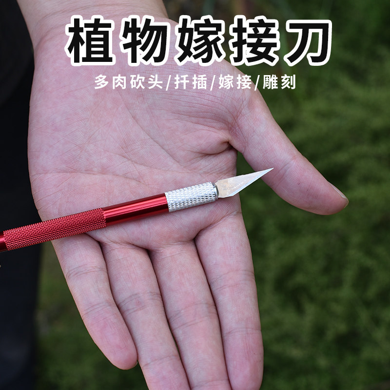 速发插肉植物砍头刀嫁接刀扦刀多肉工具十二卷分株水仙雕刻多园艺