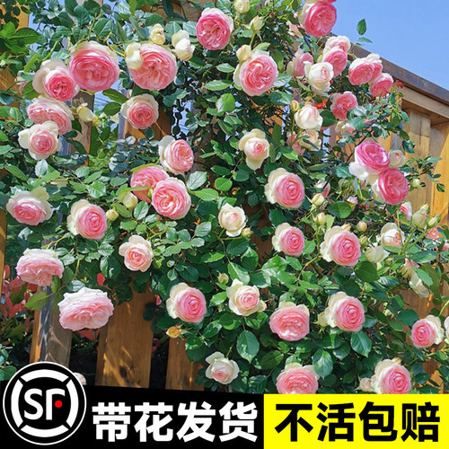 速发粉色石沙宝龙爬藤蔷薇别墅庭院四季大本藤花月季大苗台玫瑰盆