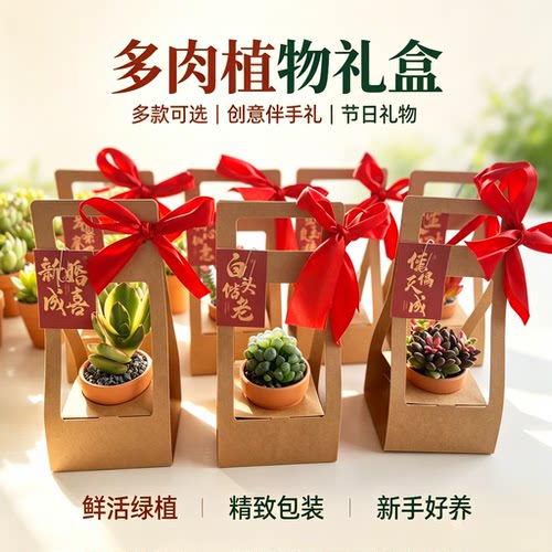 森系小清新多肉仙人掌礼盒