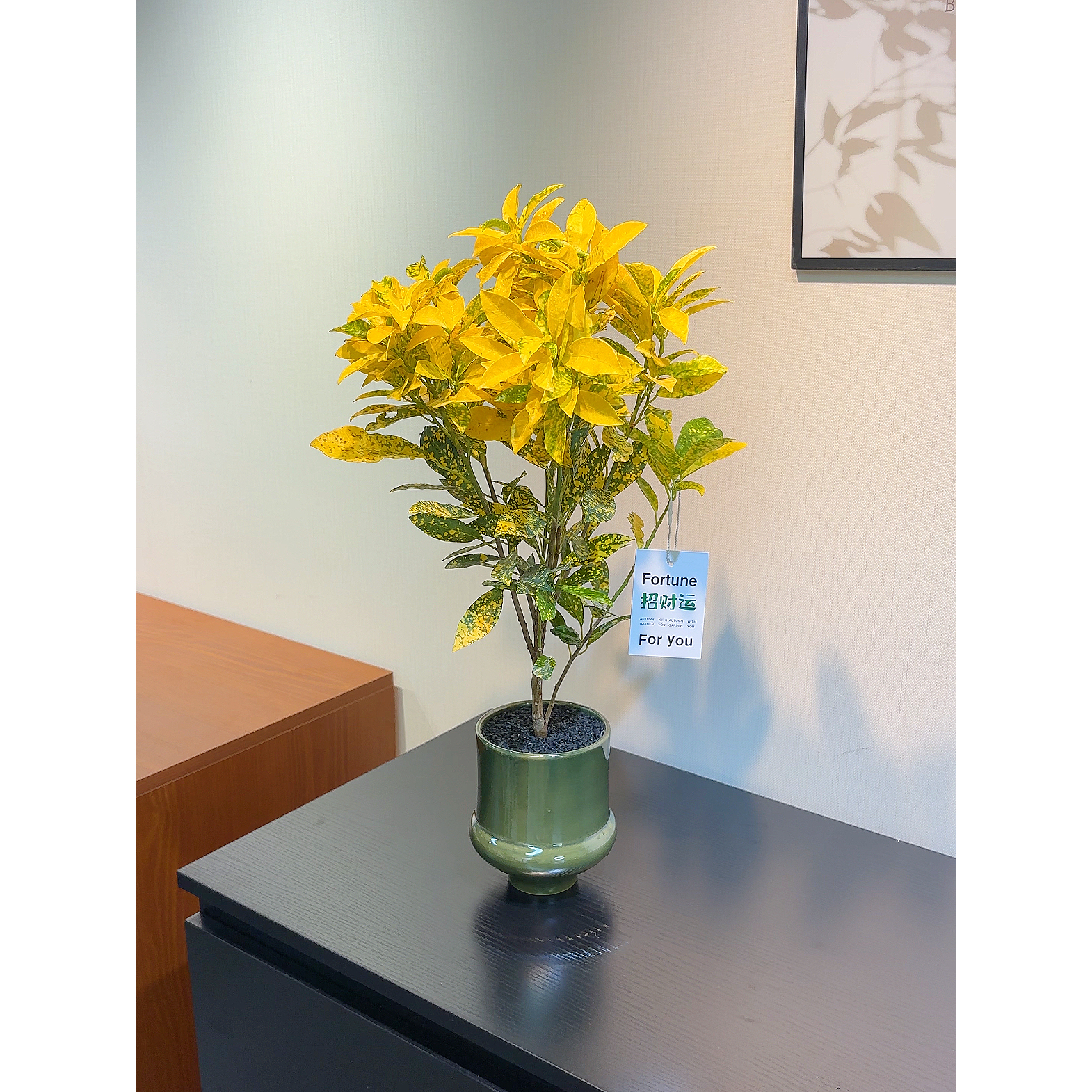 大洒金榕盆栽黄金万两变叶木净化空气客厅阳台观叶植物真花洒金榕