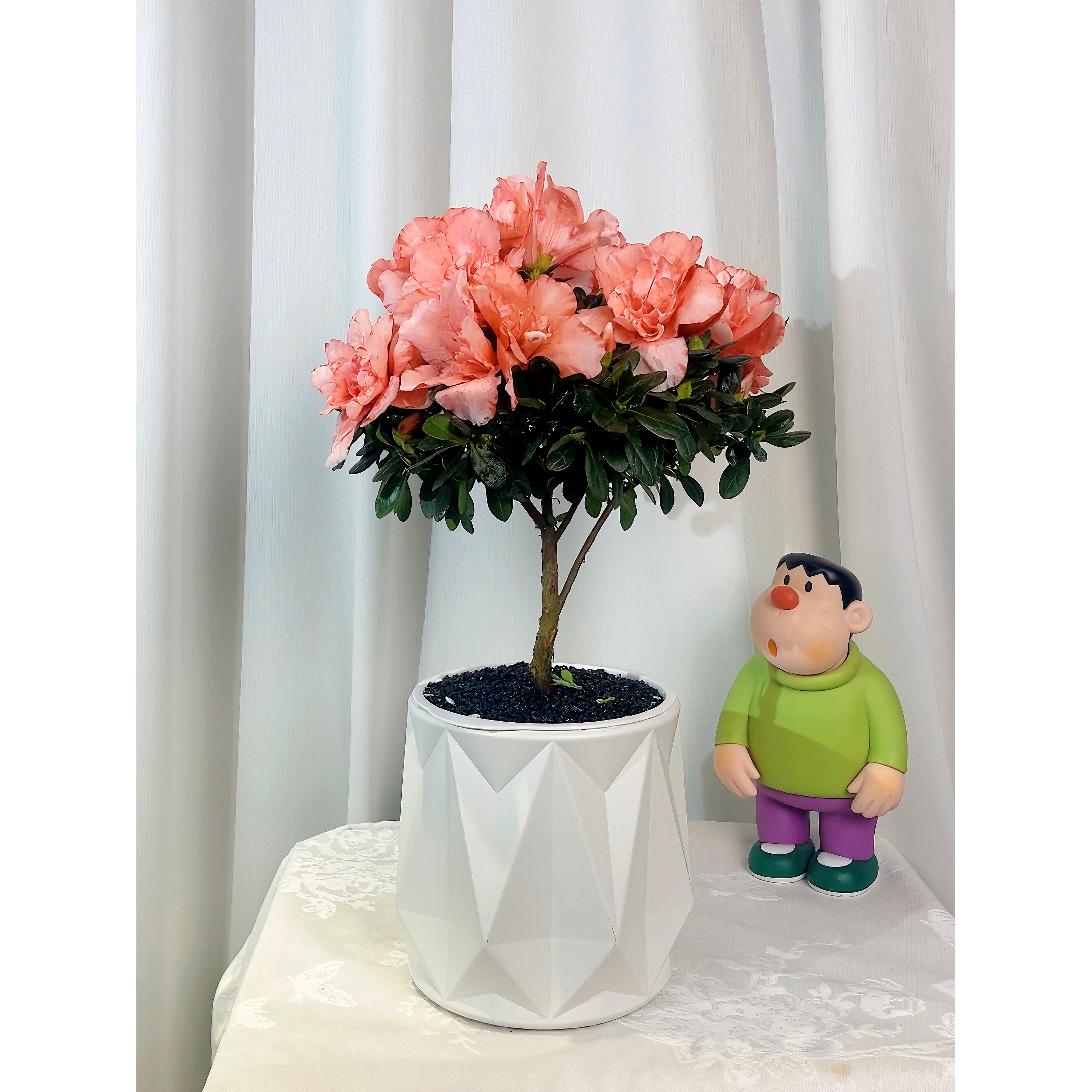 粉杜鹃白菱角盆年宵花带苞老树苗