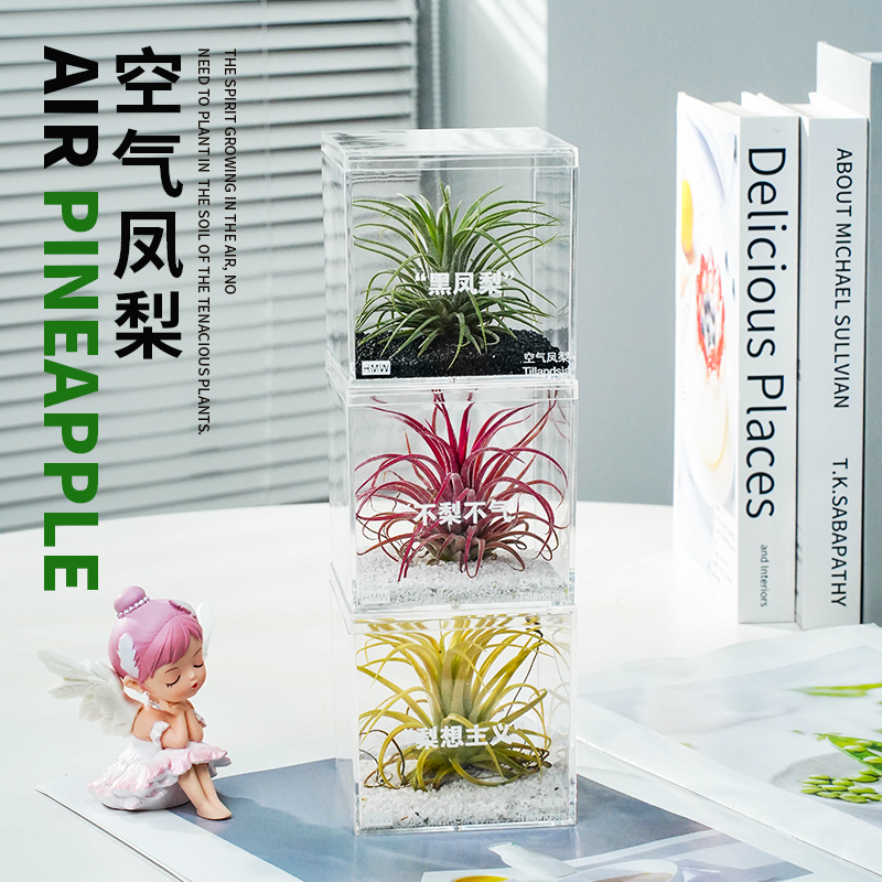 鲜活空气凤梨易养护桌面净化空气