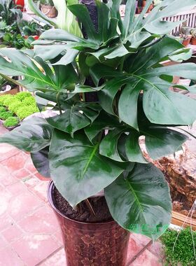 成都室内办公室绿植大叶观叶植物龟背竹L盆栽吸甲醛进化空气盆栽