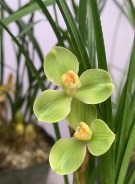 四川春剑玉海棠梅瓣o浓香带花苞原生种鲜花绿植阳台盆栽兰花兰草