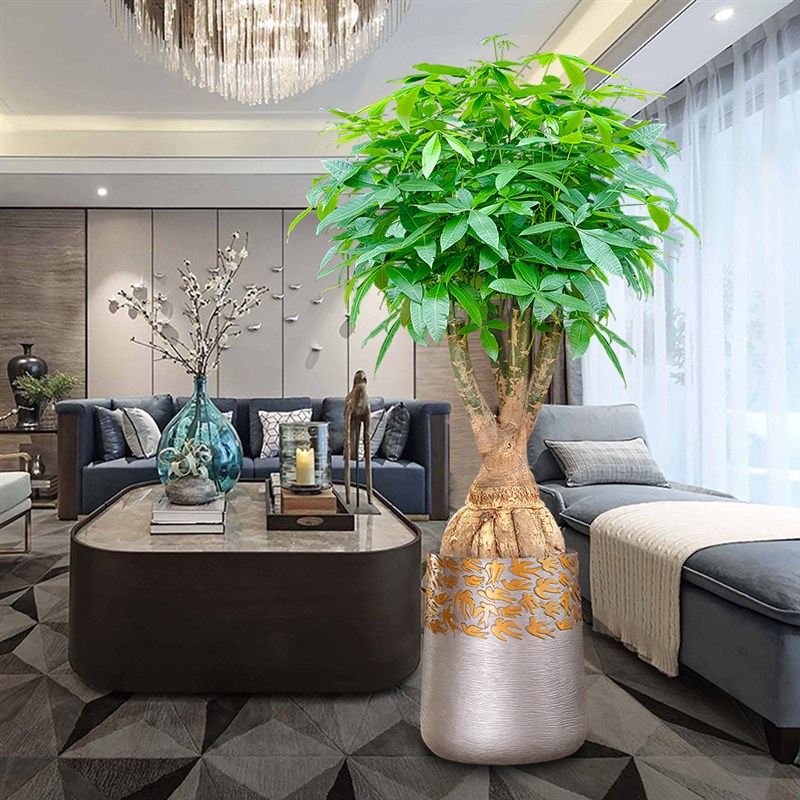 大型老桩提根发财树盆栽老根室内盆景办公室绿植T客厅玄关开业礼