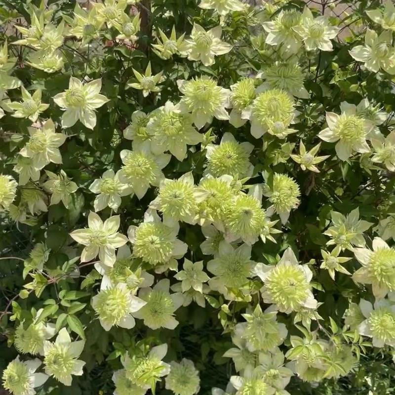【银币】1.5加仑铁线莲阳台庭院D地载盆栽爬藤花卉植物四季开花