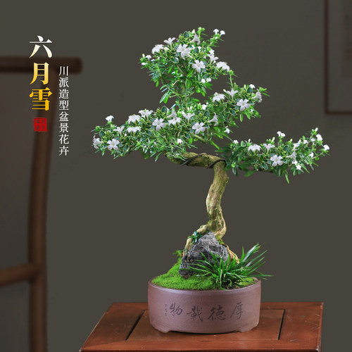 六月雪盆景植物室内阳台好养老桩造F型茶室桌面花卉常绿紫砂盆栽