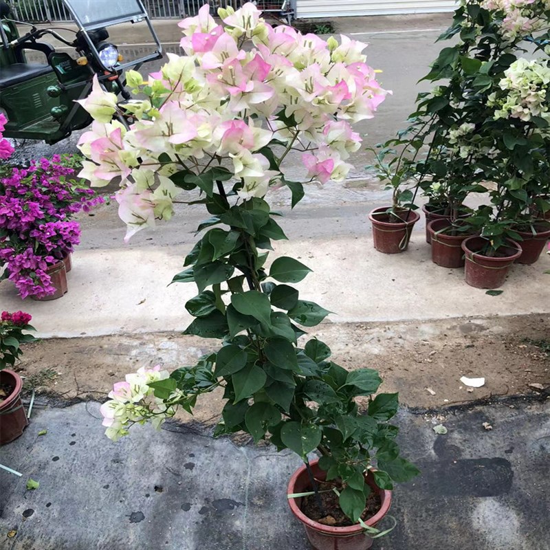 飘枝三角梅细高杆造型垂枝爬藤庭C院阳台爬墙花卉四季开花好养活