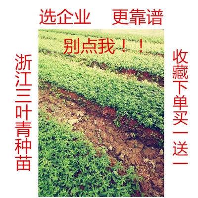 野生三叶青苗带葫芦种苗紫v藤金线吊葫芦清热解毒中草药材种子