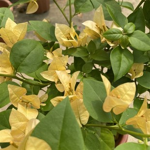 卡亚塔三角梅苏瓦娜不甜西瓜三角梅F四季开花勤花稀有品种扦插苗