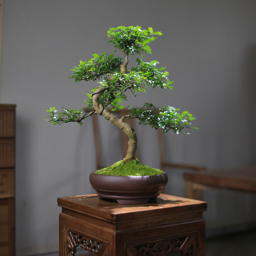 清香型胡椒木耐阴造型老桩盆景室内D净化空气好养几架窗台盆栽绿