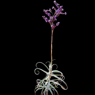 松萝猴空气凤梨无土植物树猴攀爬藤蔓绿植I室内香花wonga空凤草