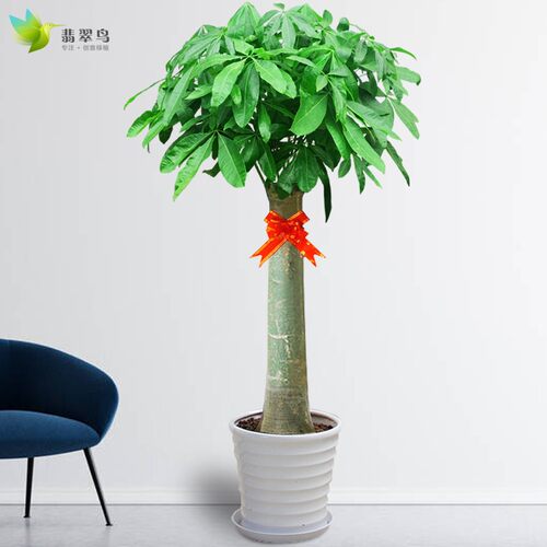 单杆发财树盆栽大型开业乔迁送礼绿植室内花卉客R厅办公室绿化植
