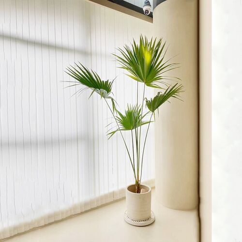 大叶蒲葵盆栽大型绿植室内庭院好养E耐寒植物四季常青棕榈树除甲
