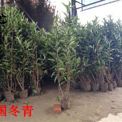 四季常青耐寒绿篱笆围墙植物大叶北海道法国冬青黄杨X庭院绿化苗