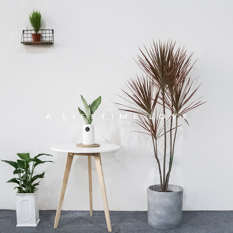 千年木盆栽马尾铁七彩q铁绿植室内客厅大型高雅摆设植物三色龙血