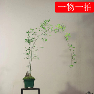 小叶簕竹植物室内外熟树桩绿植庭院花园盆Z景茶馆盆 一物一拍