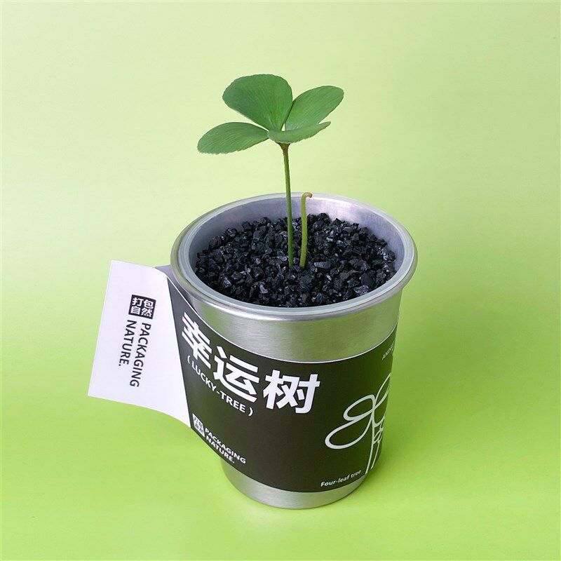 自然引力-幸运树墨西哥幸运草创意绿植办公室桌面X绿植室内好养
