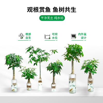 大型落地轻奢陶瓷纯水培发财树室内客厅大堂开业T送礼体面好养大