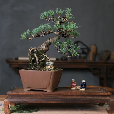 宫岛五针松盆景室内文人老桩盆栽B庭院中式盆景五叶松矮霸迎客造