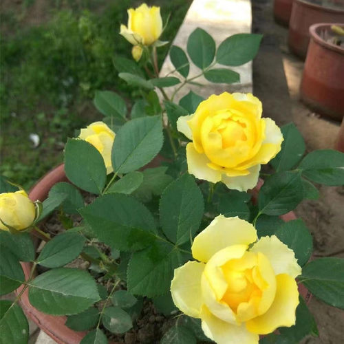 阳台微月 金丝雀 月季花苗黄色大花香味适合阳台盆栽玫瑰