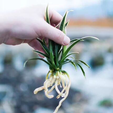 兰花矮种盆栽植物兰花苗花卉神童冠金边兰花盆栽带花苞盆景