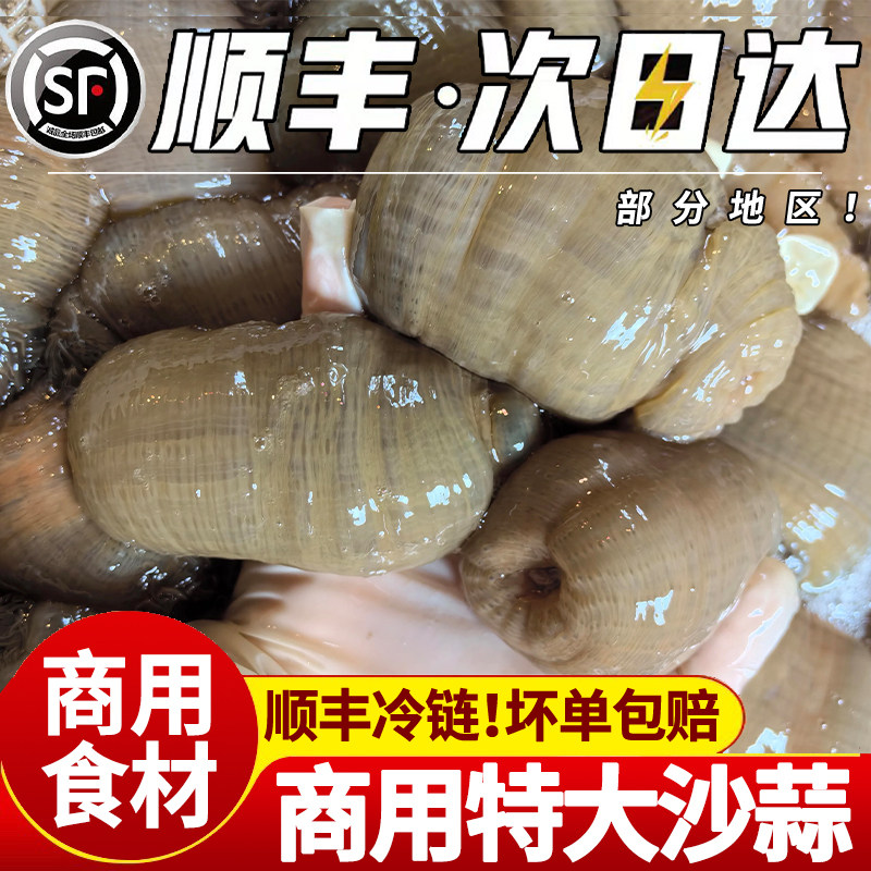 【商用烹饪】野生沙蒜商用烹饪