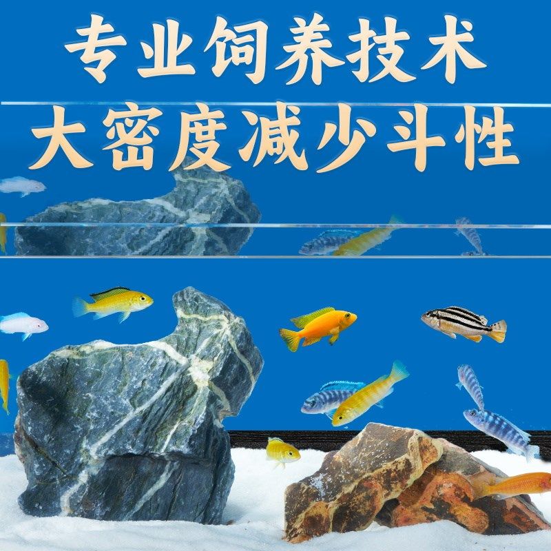 三湖慈鲷鱼马鲷迷你鹦鹉蓝六间小型淡冷水好养耐活热带观赏鱼宠物