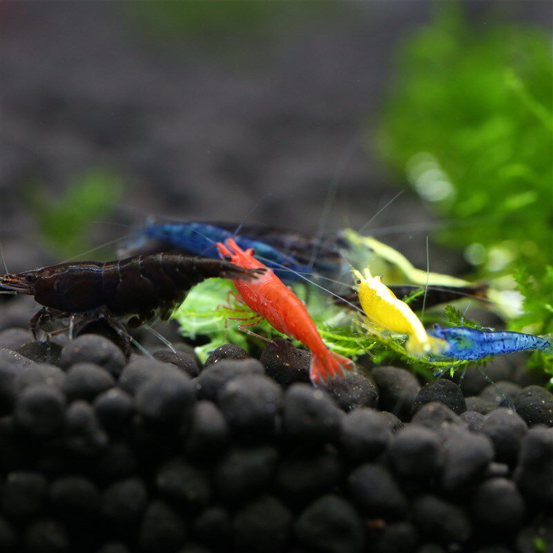 水生小河虾苗淡水养殖小虾米活虾饲料虾活小观赏家养水族