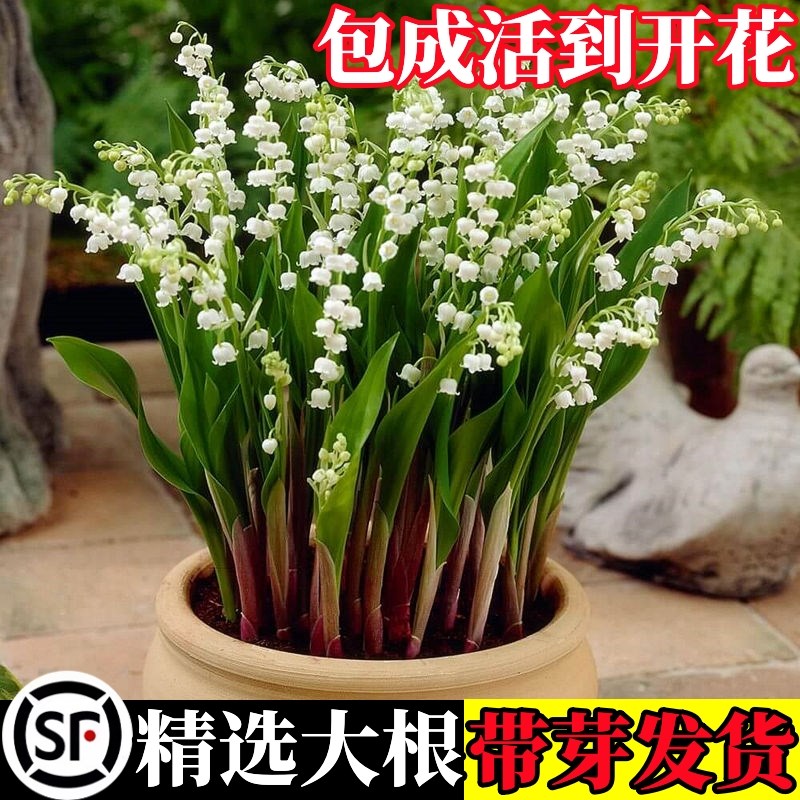 速发铃兰花苗盆栽种球寒籽四季开花花卉植物室内外耐花花耐冻