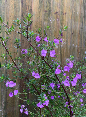 速发清新紫色石楠香盆本庭年台花卉盆栽耐寒耐热多院生木栽植物包