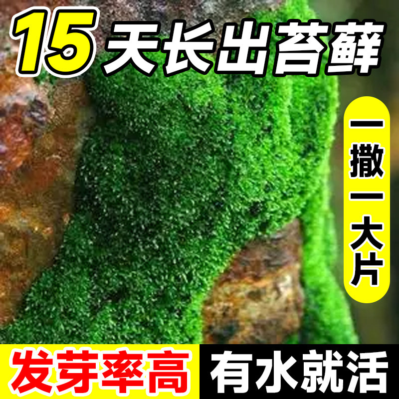 速发苔藓孢子粉鲜活青苔绿植地微永生苔藓草籽吸水石毯景假观山上