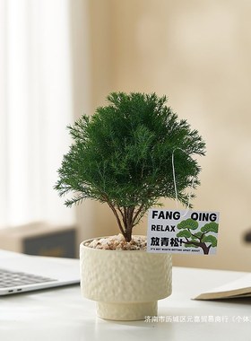 速发【放轻松】雾松盆绿客厅办公件内桌面栽植小摆室净化空气