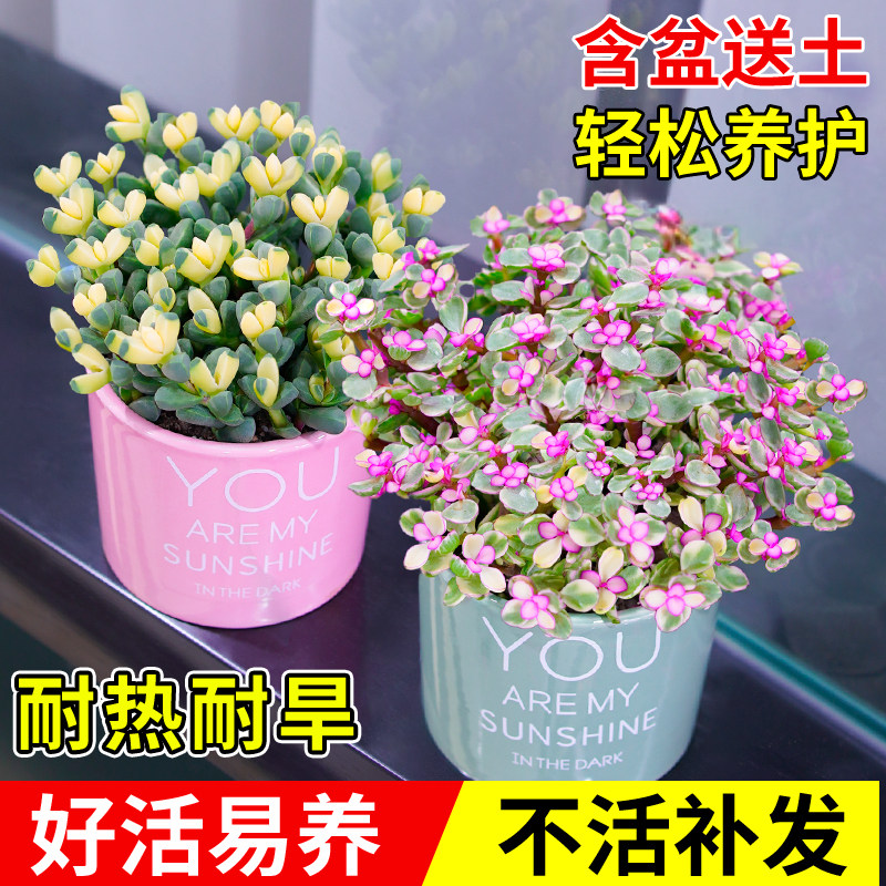 速发多肉植物棠植金枝玉叶高端雅乐之舞精品罕见花卉鹿角海绿锦好