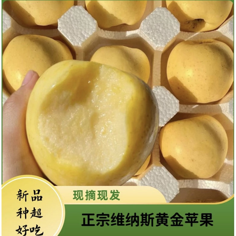 正宗山东黄金维纳斯苹果新鲜水果当季现摘现发孕妇水果香甜