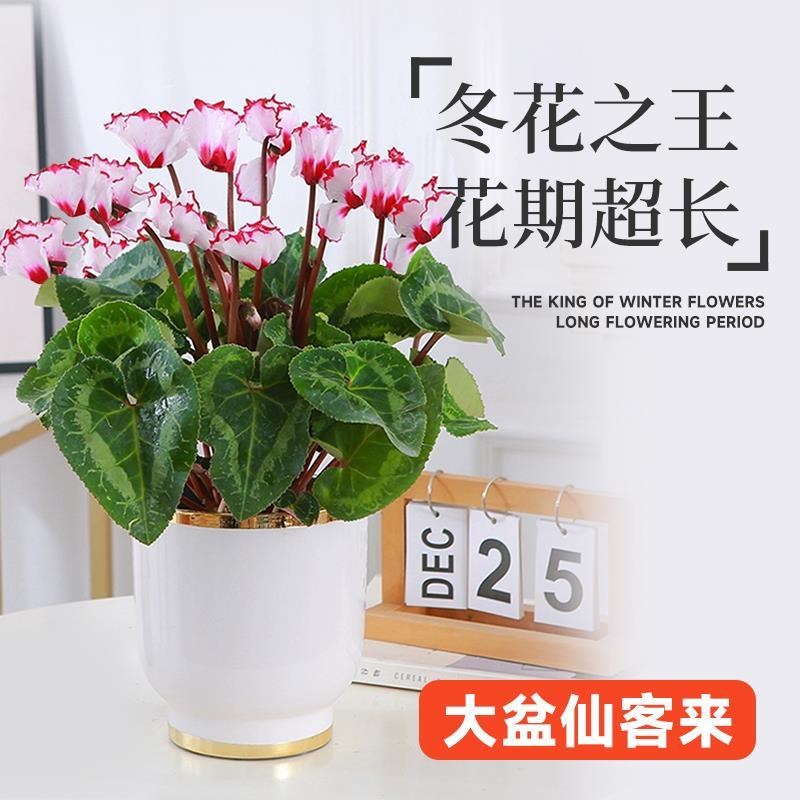 仙客来盆栽带花苞重瓣大花苗冬天室内客厅办公室四季好养花卉植物