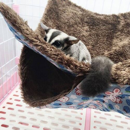 好货Ferret Hammocks