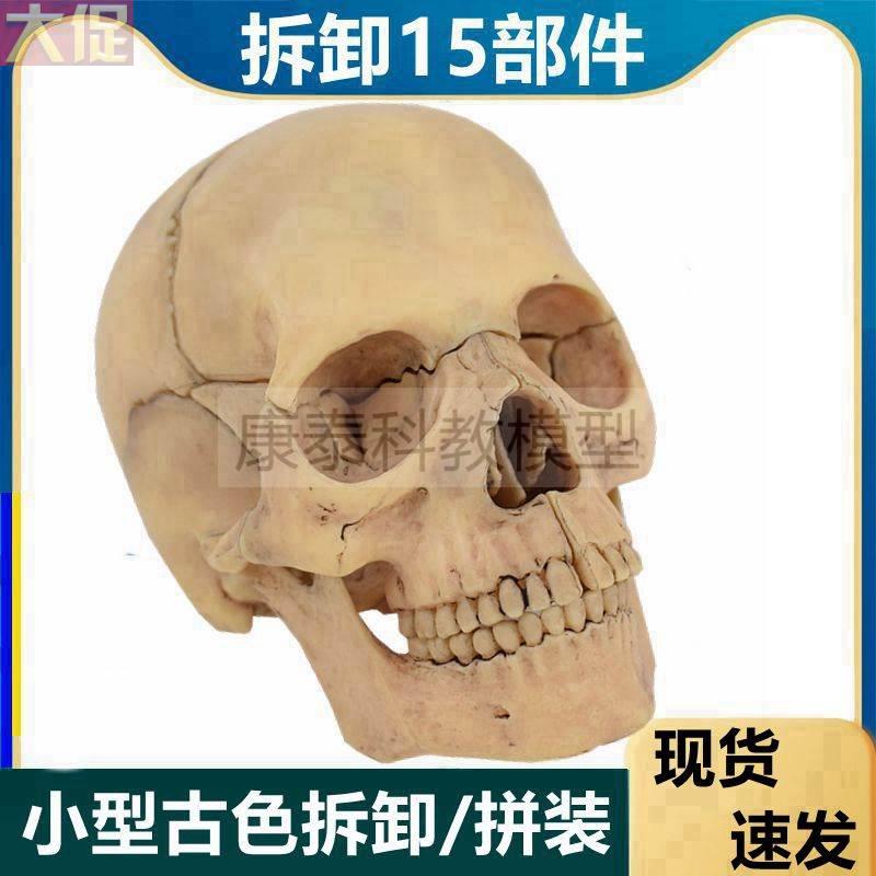 极速人体头骨模型拆卸22部件颅骨构手工拼装彩色塑胶结骨髅头美