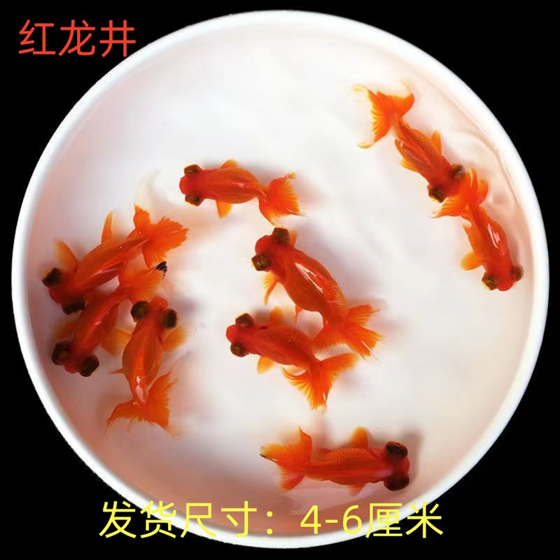 新手鱼小型淡水观赏鱼易养活冷水活体鱼狮子头鱼苗蝶尾小金鱼包活
